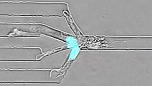 Experiment on immune cells by the Sixt Group at the ISTA – Austrian Institute of Science and Technology © Sonja Bäumel